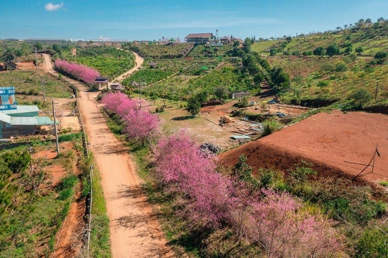 Quảng Ngãi: Hình thành những “làng hoa” đón khách ở Măng Đen